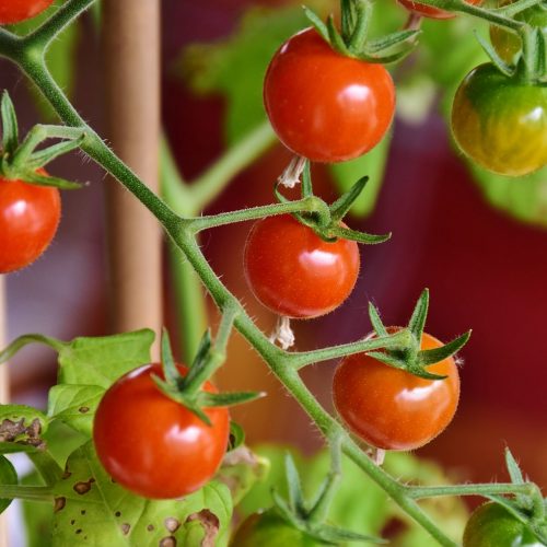 tomatoes, cocktail tomatoes, red-3520877.jpg